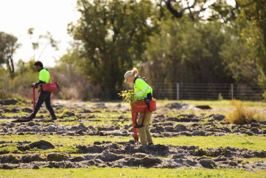 tree planting