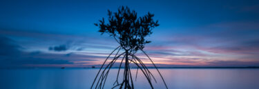 mangroves