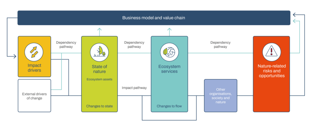 connections between nature-related dependencies, impacts, risks, and opportunities