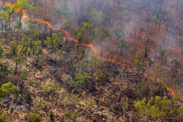 aboriginal carbon foundation carbon offsets