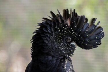 Black Cockatoo - Nature Repair Market