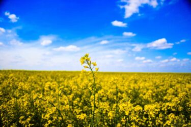 canola-msm milling
