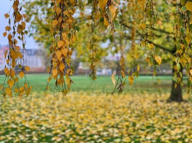 autumn leaves - understanding natural capital and the accounting for nature framework