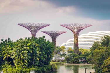 singapore - trees - sustainability