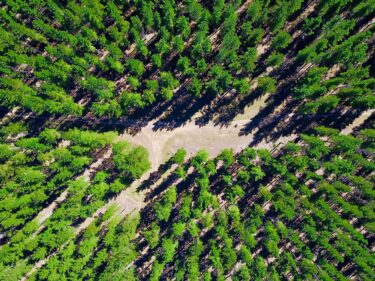 forest aerial - carbon offsets strategy