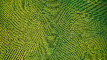 thumbprint agriculture