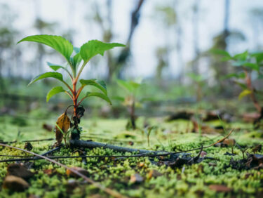 tree planting