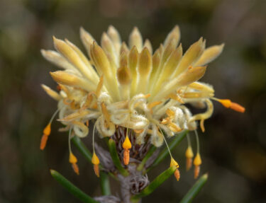 natural capital accounting for nature framework - endangered ironstone pixie mop