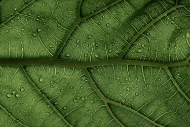 natural capital accounting - green leaf - close up - anthesis