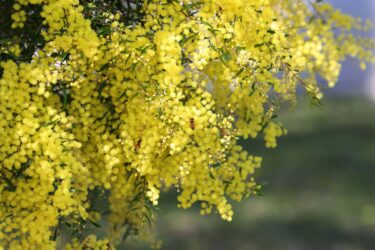 nature positive webinar
