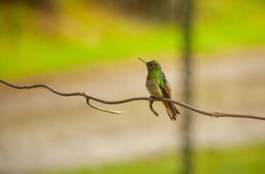 hummingbird