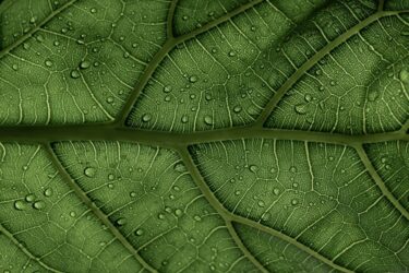 green leaf