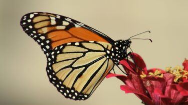 butterfly - climate and nature risk