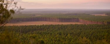 nature market nature positive forest