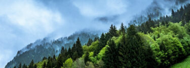 anthesis intelligence education