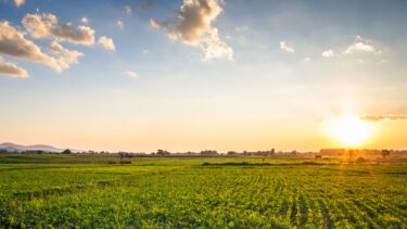 food business case study sunset