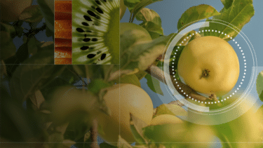 high-hanging-fruit-au