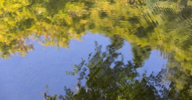 nature reflection anthesis