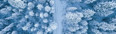 winter forest