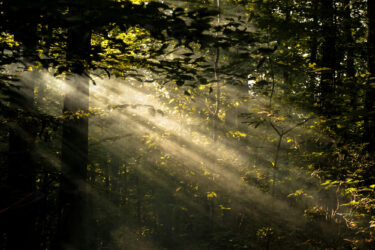 forest leaves