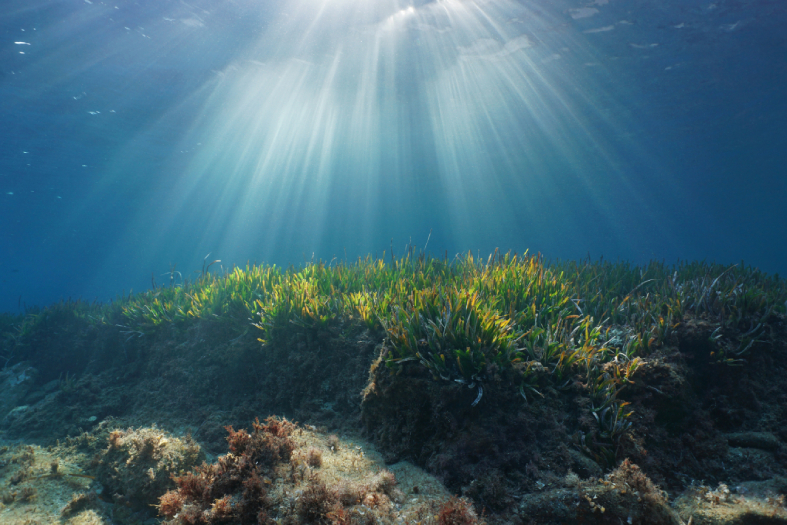 Mantenir les praderes als oceans és una acció per aconseguir una major resiliència