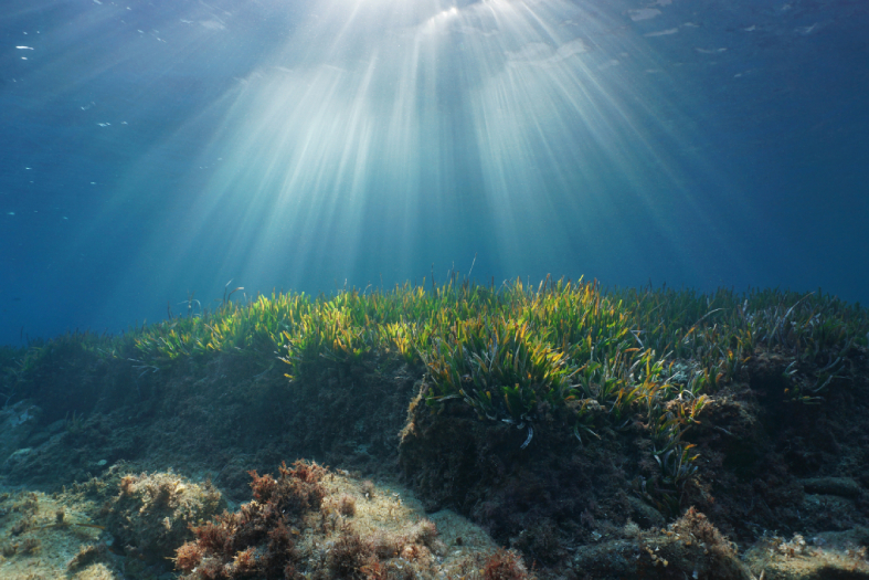 mantenir les praderes als oceans és una acció per aconseguir una major resiliència