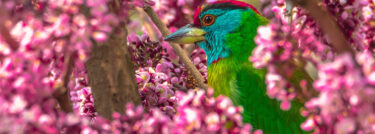 biodiversidad hero
