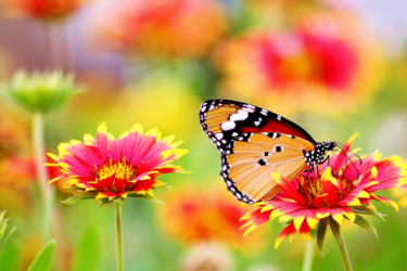 butterfly