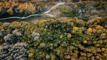 forest trees aerial autumn11