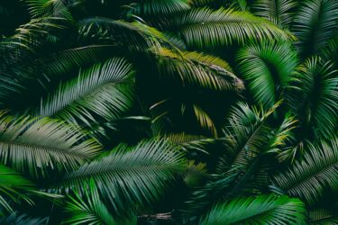 su san lee g3pyxo4a0yc unsplash