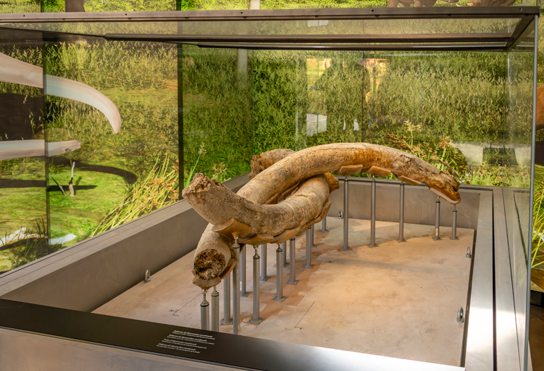 espai mammuthus