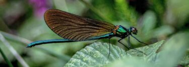 libelula naturaleza scaled 1