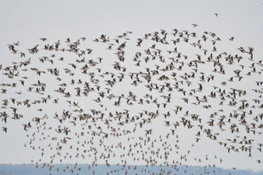 murmuration1