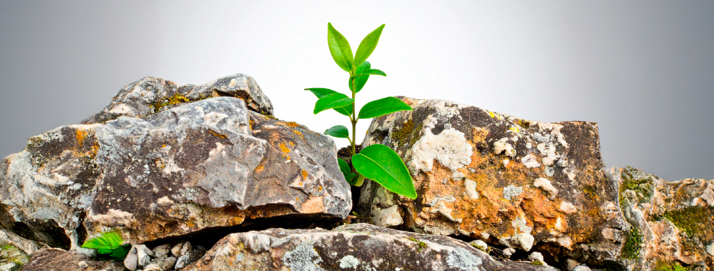 foto adaptaseoquedarseatras interno