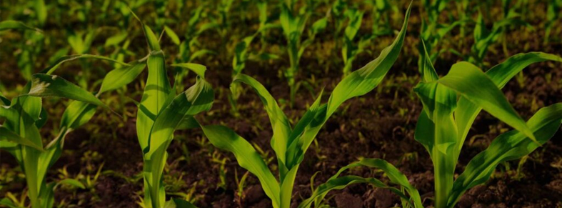 foto fertinagro interno