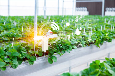 uso de inteligencia artificial en cultivos agrícolas para optimizar recursos y promover la sostenibilidad ambiental.