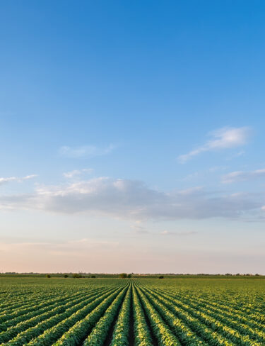 banner ppal anthesiscol web sara mobile