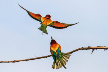 birds from south africa