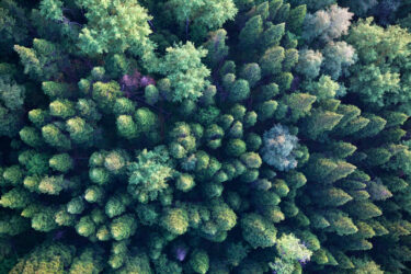 forest from above