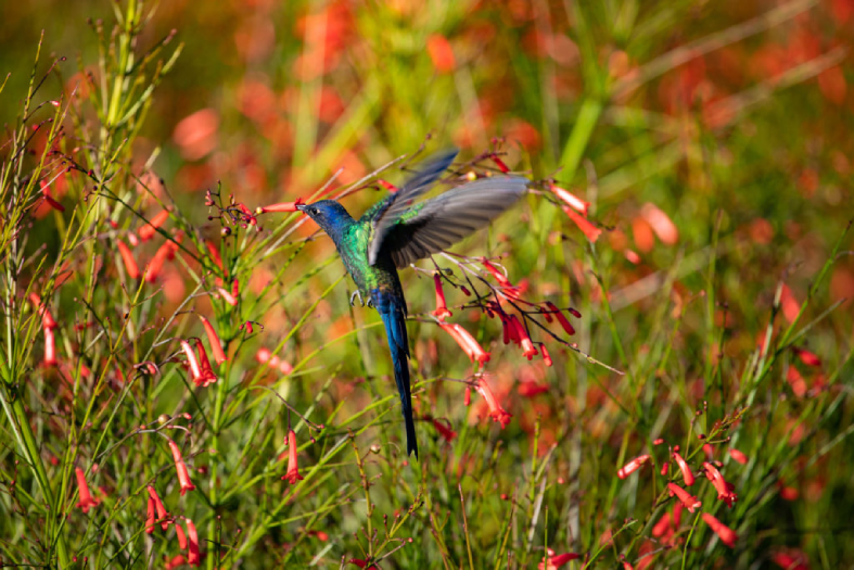 los colibríes son indicadores de buena biodiversidad