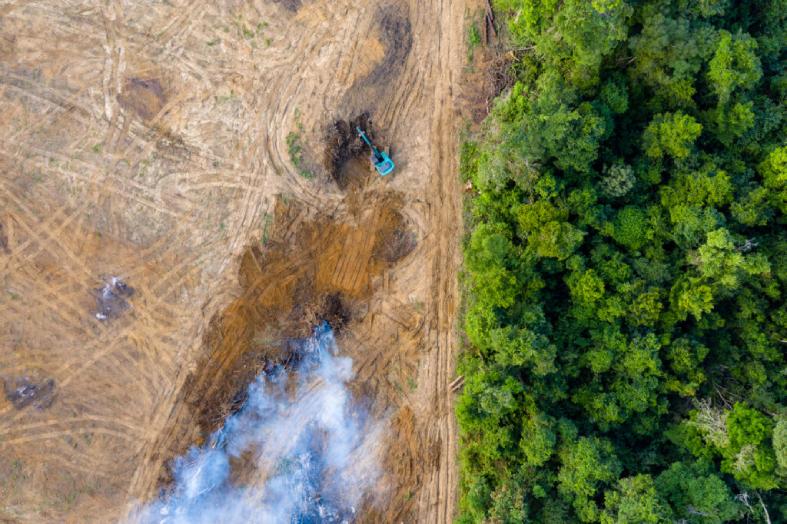 deforestación de un bosque