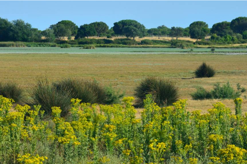 laguna en doñana