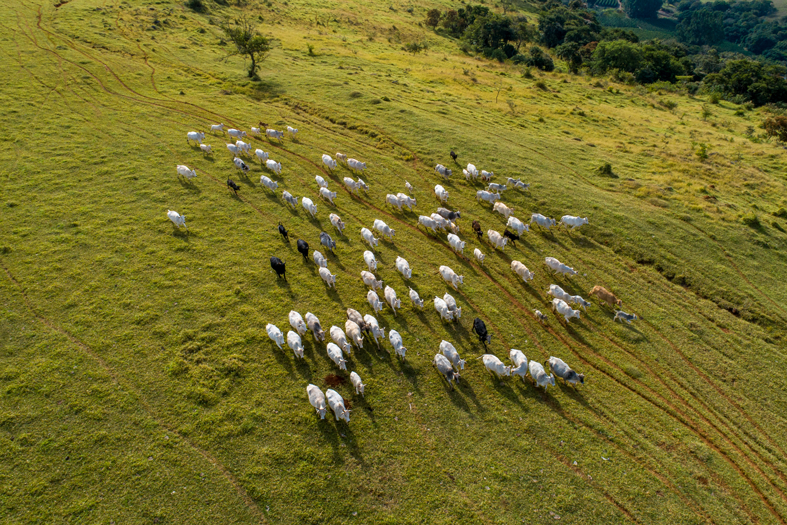 imagen de pastoreo regenerativo, una práctica que se engloba dentro de la agricultura regenerativa. 