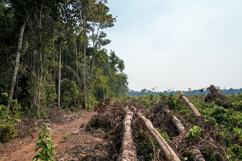 Imagen de práctica de deforestación en la UE que quiere erradicar la EUDR. 