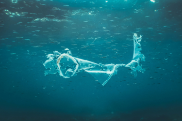 plastics som natura featured image