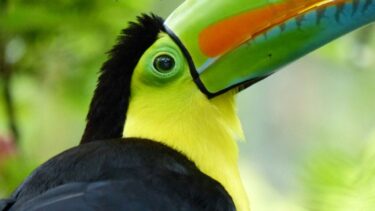 toucan colombia cop16 1024x575 1