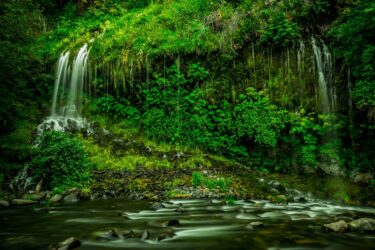 rainforest waterfall nature biodiversity1