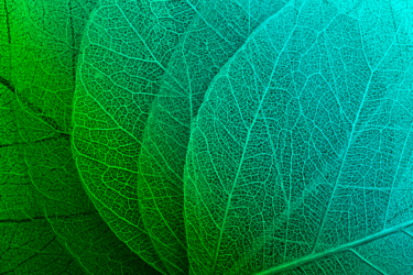 Imagen de hojas de una planta