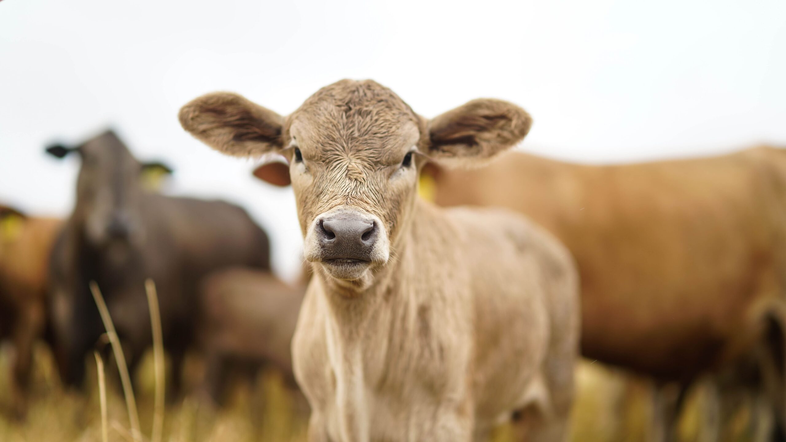 regenerative agriculture cow scaled 1