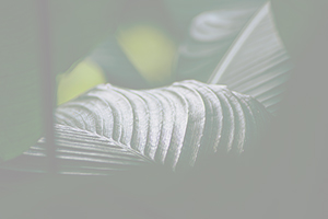 Event realitzat webinar 2025-11-26